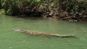 Badacze alarmują. Niebezpieczne zwierzęta pojawiają się w niewłaściwych miejscach