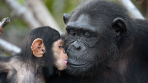 Szympansy z niezwykłą umiejętnością. Niektórzy ludzie mają z tym problem